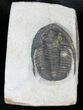 Large Cornuproetus Trilobite #28148-1